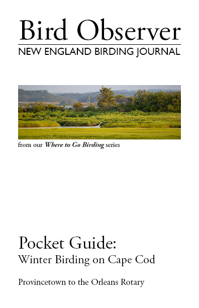 Winter Birding on Cape Cod: Provincetown to the Orleans Rotary